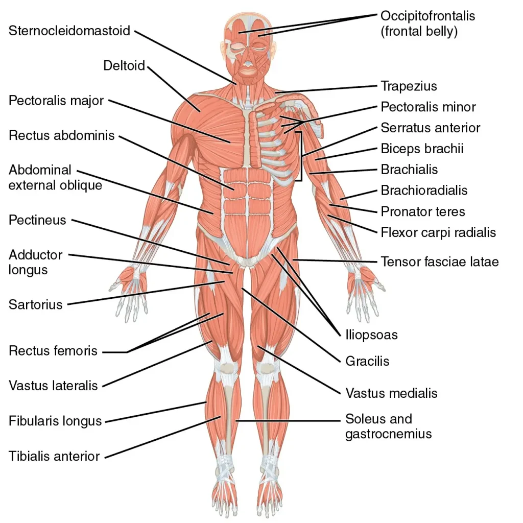 تمرینات بدن سازی