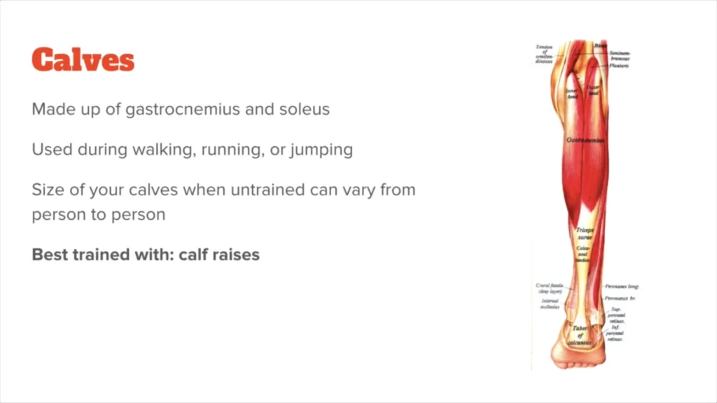 عضلات ساق پا