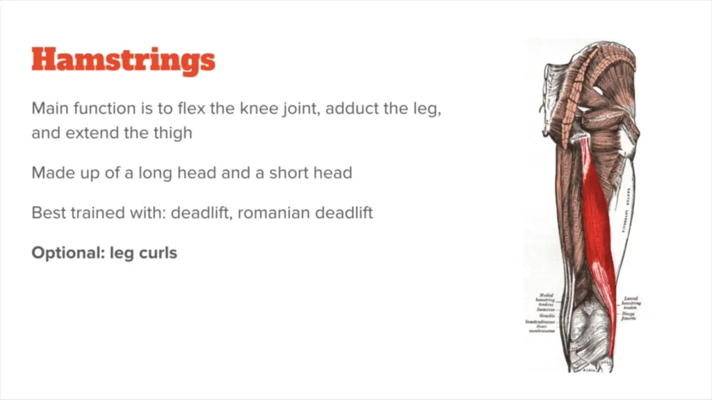 عضلات پشت ران