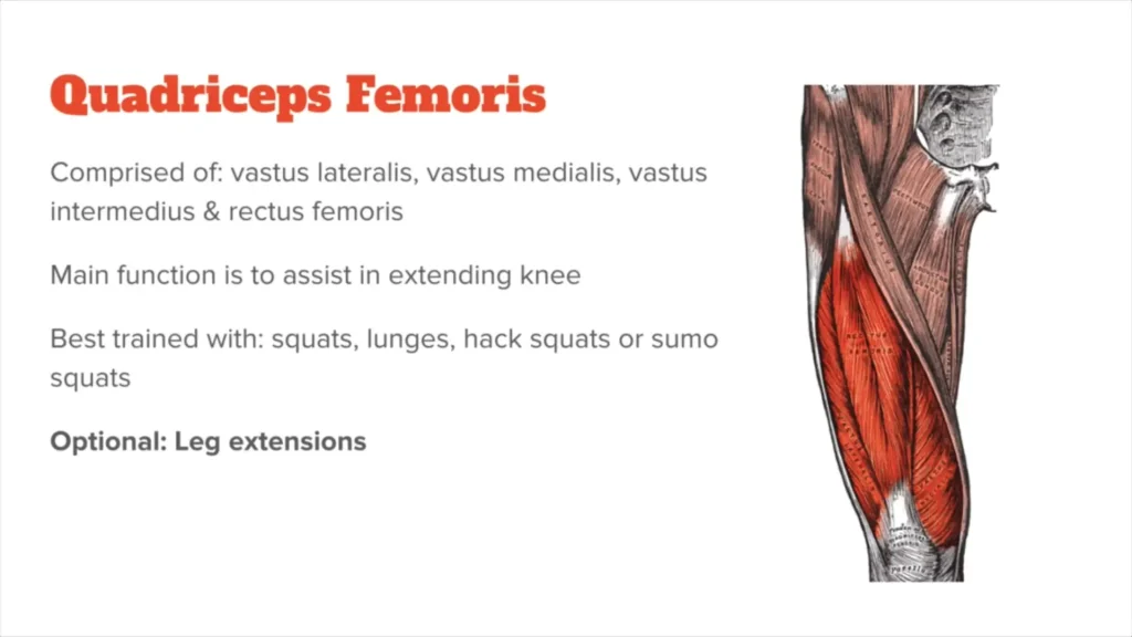 عضلات جلو ران