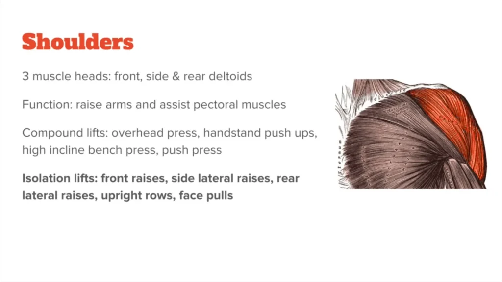 عضلات سرشانه