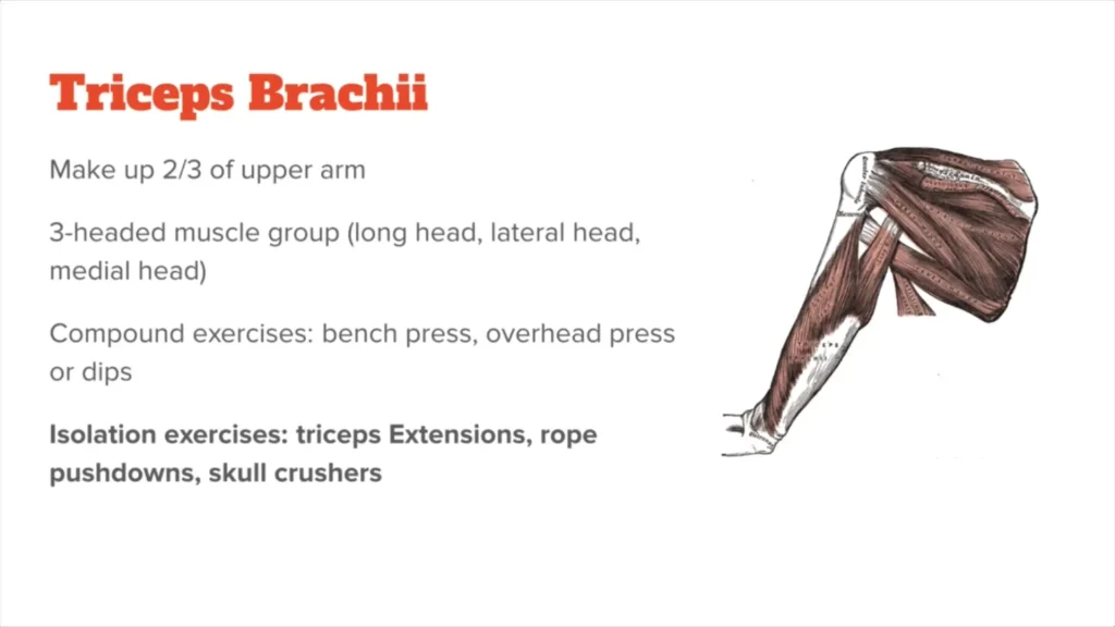 عضلات جلو بازو